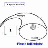 Cliquez pour visualiser l'animation